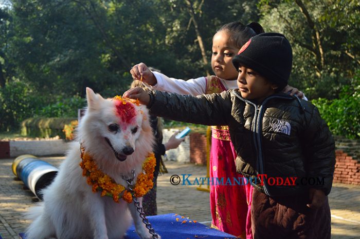 आज तिहारको दोस्रो दिन कुकुर तिहार