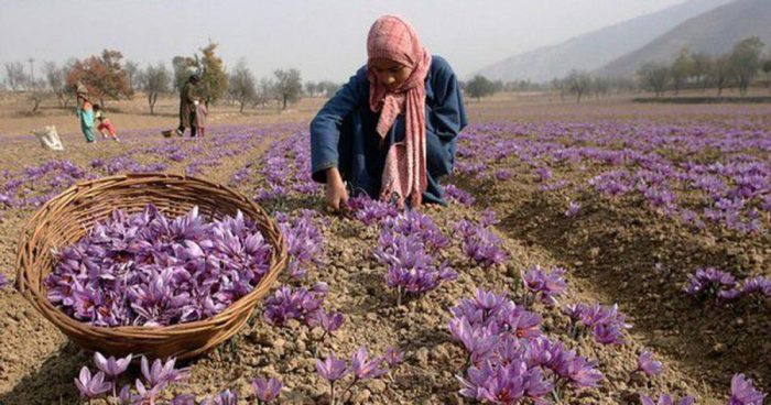 इरानी ‘स्याफ्रोन’ पहिचानको खोजीमा,लाग्यो धेरैको आँखा