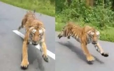 पाटेबाघको सङ्ख्या बढेसँगै संरक्षण व्यवस्थापनलाई अन्तरराष्ट्रिय मापदण्ड अनुकूल बनाइने
