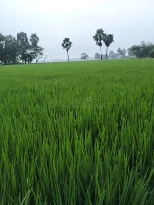 धानको पातको फेदमा डढुवा रोगका प्रारम्भिक लक्षण, सतर्कता अपनाउन आग्रह