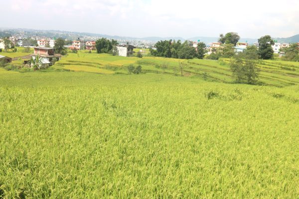 शरद ऋतु सुरु भएसँगै धानका बाला लहलह झुल्न थाले