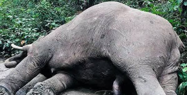 करेन्ट लागेर मर्‍यो जङ्गली हात्ती ‘रोनाल्डो’