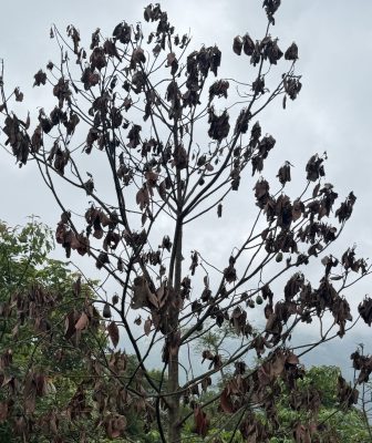 एभोकाडोको बोट मर्न थालेपछि किसान चिन्तित