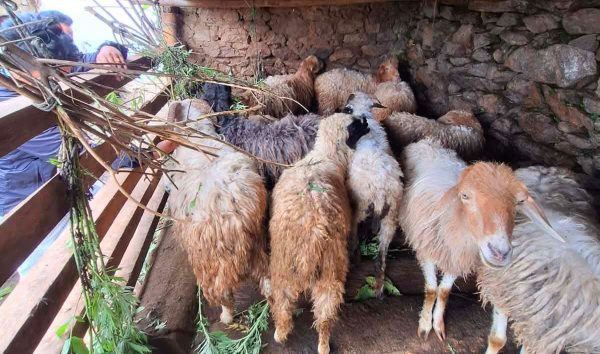 भेडापालन व्यवसायलाई प्रोत्साहन गर्न दुई लाख ७० हजार अनुदान