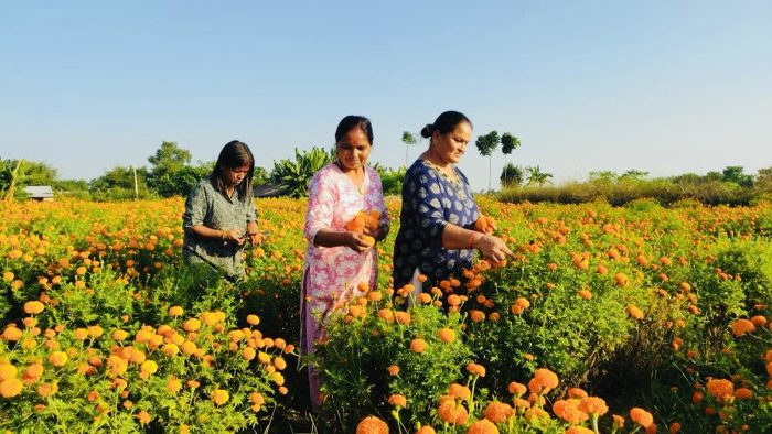 फुल खेती राेजगारीकाे विकल्प बन्दै,६ कठ्ठामा १० हजार सयपत्री फुल्याे