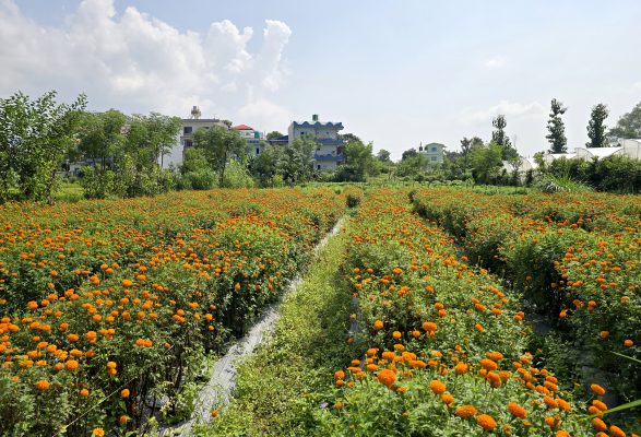 ढकमक्क फुलेको सयपत्री