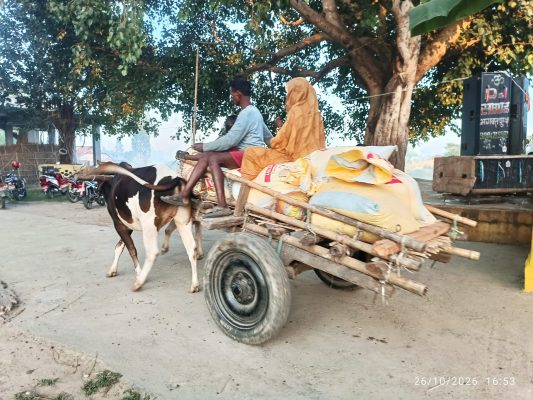 पशु अधिकारीकाे कुरा गरिन्छ तर अझै हटेन मधेशमा गाेरु गाडा,सामान ओसार्न गाडाकै भर