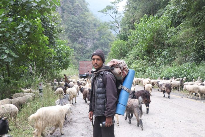 मुगुदेखि हिडेर भेडाकाे बजार खाेज्दै किसान