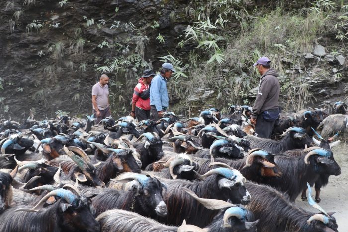 हिमालपारिको ऊन र नुन धानेको च्याङ्ग्रा व्यापार