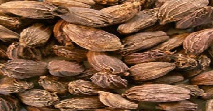ताप्लेजुङमा अलैँचीको मूल्य प्रतिमन ८४ हजार