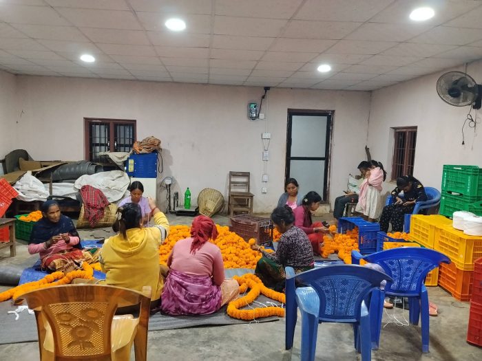 आँबुखैरेनीका महिलकाे लक्ष्य तिहारमा १० लाख कमाउने