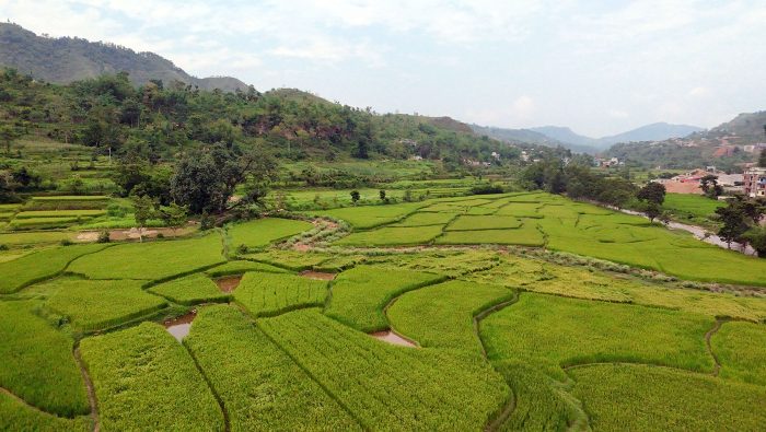 राष्ट्रिय कृषि आधुनिकरण अन्तर्गत दमौलीमा तरकारी र धान जाेन विस्तारित
