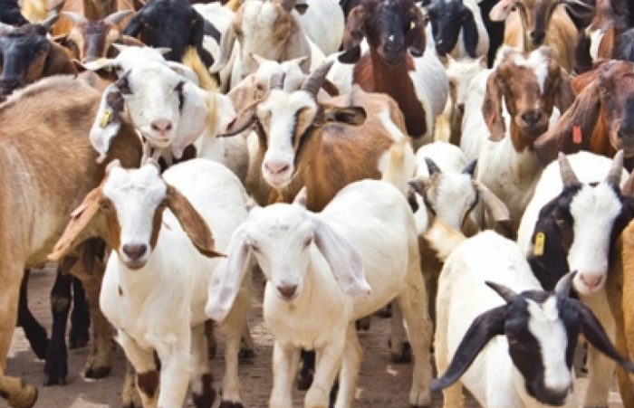 खसीबोका बिक्री गरेर दसैँ मनाउँदै फत्तेपुरका किसान महिला