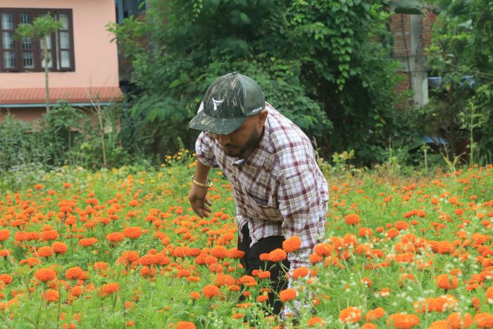 फूल व्यवसायमा सम्भावना खाेज्दै युवा, शरद ऋतुमा गाउँ ढकमक