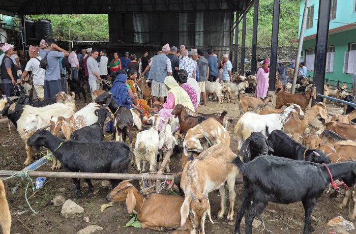 चरन क्षेत्रको अभावले बाँकेका पशुपालक किसान सङ्कटमा