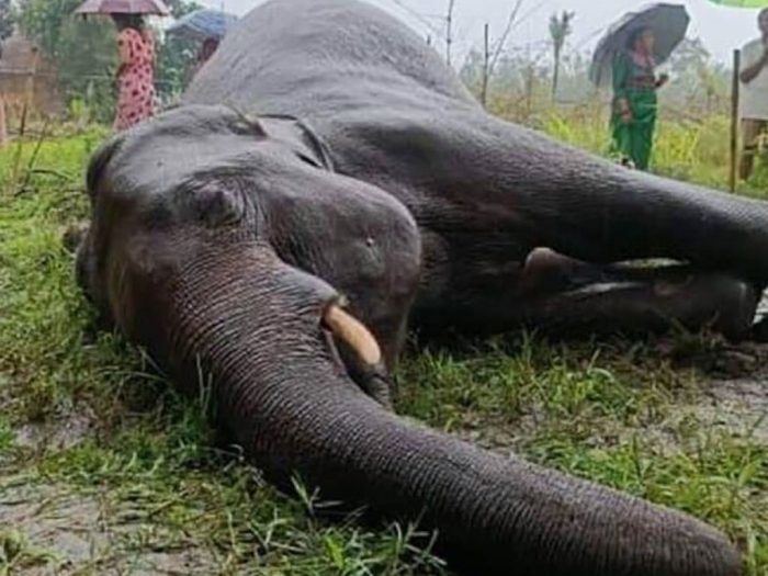 उदयपुरको बेलकामा जङ्गली हात्ती मृतावस्थामा फेला