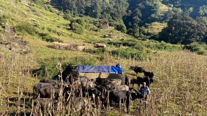 चिसो बढ्न थालेपछि बर्खायाममा हिमालको फेदीबाट झर्न थाले पशुगोठ