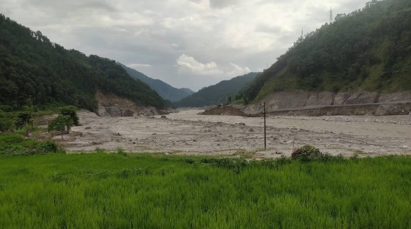 धान पाक्ने बेलाकाे खेत बगरमा परिणत,स्थानीयकाे जीविकाेपार्जनमा गम्भीर संकट